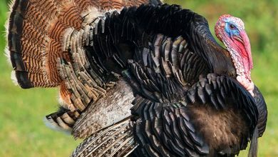 تولید سالانه ۶۰۰ تن گوشت بوقلمون در خوزستان