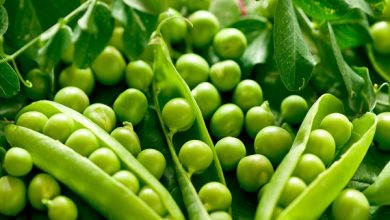 راه‌اندازی اولین واحد تولیدی بذر نخود اصلاح شده استان آذربایجان شرقی در شهرستان هشترود