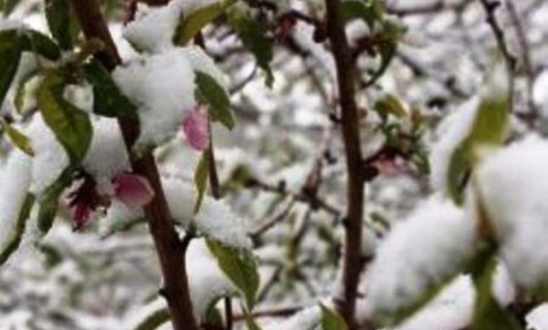 روش‌های پیشگیری از خسارت سرما و یخبندان در باغات استان