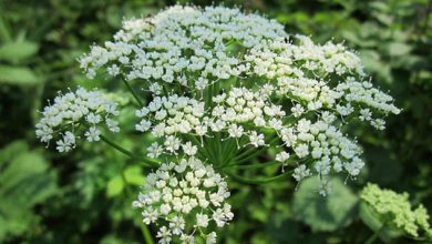 زراعت گیاهان داروئی "زِنیان"
