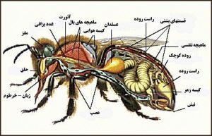 ساختمان بدن زنبور عسل