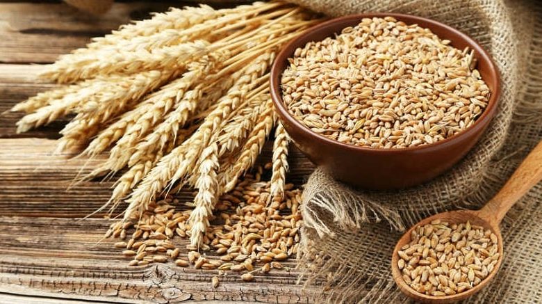 سطح زیر کشت گندم ۱۵ درصد کاهش یافت