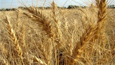 سطح زیرکشت گندم از ۶ میلیون هکتار گذشت/استفاده از بذور کم‌کیفیت