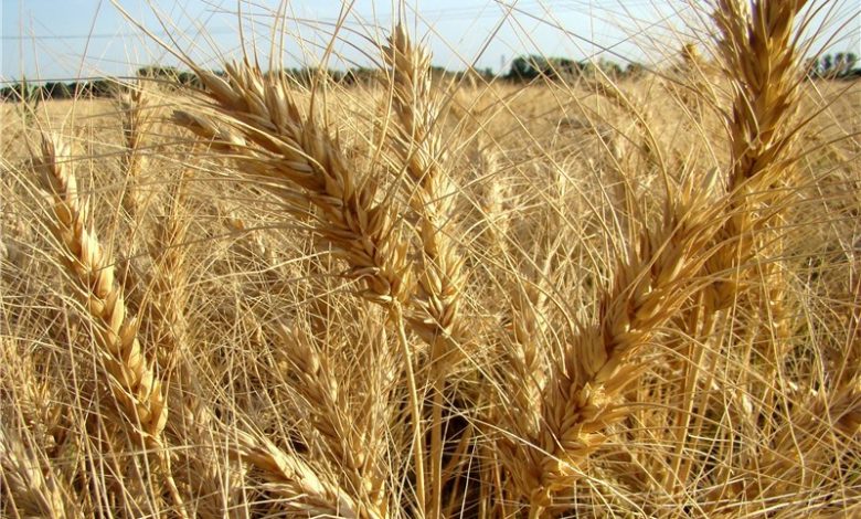 سطح زیرکشت گندم از ۶ میلیون هکتار گذشت/استفاده از بذور کم‌کیفیت