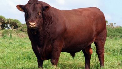 شناخت نژاد هاي گاو (نژاد آبردین آنگوس و نژاد افریکاندر)