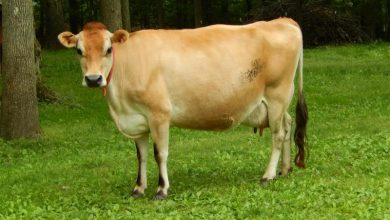 شناخت نژاد هاي گاو (نژاد ایرشایر و نژاد بلژین بلو اند وایت)