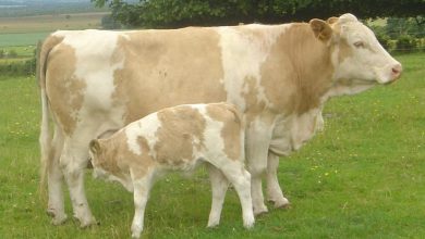 شناخت نژاد هاي گاو (نژاد بِلتد گالووي و نژاد بلوند د آگوئیتین)