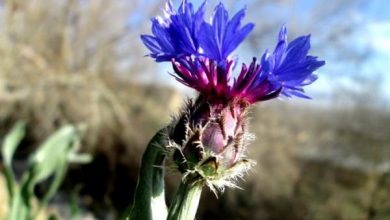 صادرات۵۷۰میلیون دلاری گیاهان دارویی/تشکل«موسیر»لرستان ایجاد میشود