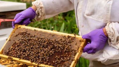 صنعت زنبورداری کشور باید توسعه یابد