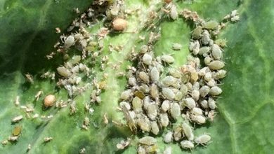 ضرورت پایش شته مومی کلزا