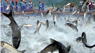 ظرفیت‌های نهفته آبزی پروری در شهرستان اهر