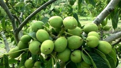 عرضه 80 هزار اصله نهال پیوندی گردو به بازار حاصل زنجیره تولید نهال گردو