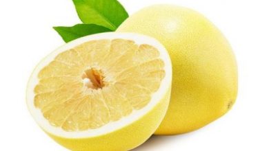 فارس قطب تولید لیمو شیرین کشور است