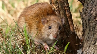 مبارزه با جوندگان مضر کشاورزی در سطح ۶۲۰هکتار از اراضی کشاورزی