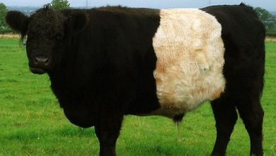 مروری بر نژاد هاي گاو (نژاد دکستر، نژاد اینگلیشفریزین و نژاد گالووي)