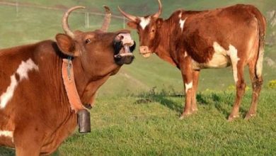 مروری بر نژاد هاي گاو (نژاد گلپایگانی، نژاد گرونینگن، نژاد گرنزي و نژاد هرفورد)