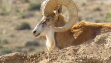 مطالعه و بررسی گوسفندان وحشی ایران