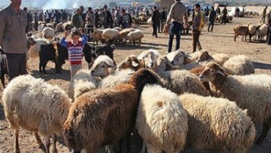 میدان دام اهر تنها میدان فعال روزانه استان آذربایجان شرقی