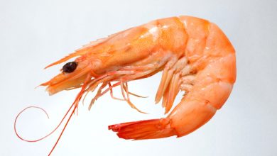 میناب، رتبه اول تولید میگو در کشور