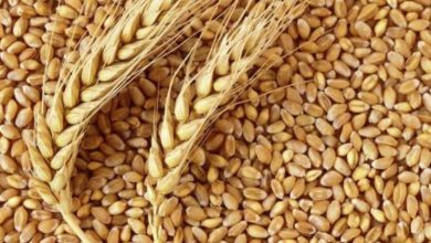 نیاز به 18 هزار تن بذر گندم و جو آبی در استان مرکزی برای کشت پاییزه