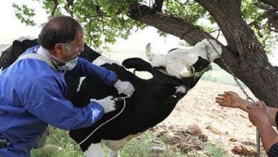 واکسینه 320 هزار راس دام سنگین علیه بیماری لامپی اسکین