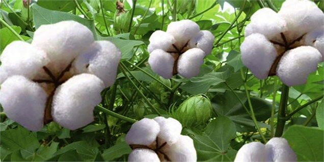 پنبه را طلای سفید می‌دانم