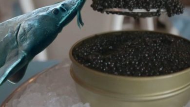 کاهش سن خاویاردهی ماهیان خاویاری/ صادرات گوشت خاویار پرورشی به روسیه