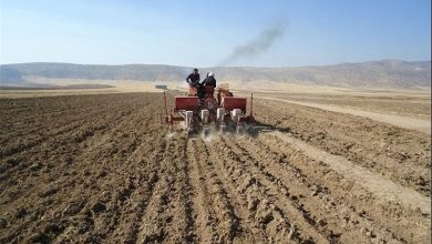 کشت پاییزه نخود در شهرستان چرداول پایان یافت