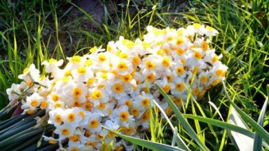 ۲۰ درصد گل نرگس کشور در خوزستان تولید می شود