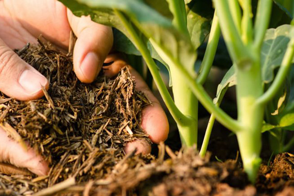 ۸۵ درصد کود مورد نیاز در داخل تولید می‌شود