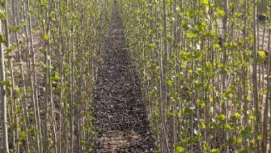 12 نهالستان در شهرستان البرز فعالیت دارند