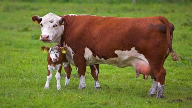 304 رأس گاو سمینتال – فلکویه از آلمان خریداری شد