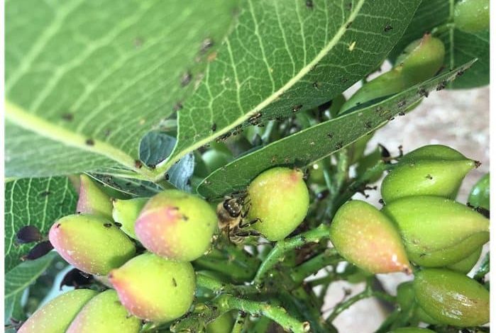 آشنایی پسته‌کاران شهرستان شهر بابک با روش‌های کاهش جمعیت آفات