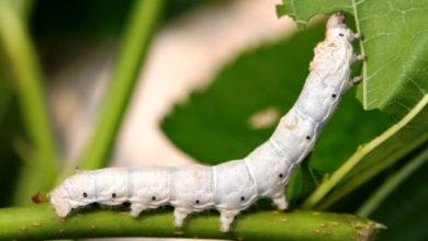 آغاز برگزاری کلاسهای آموزشی پرورش کرم ابریشم در شهرستانهای خراسان شمالی