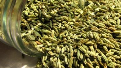 آغاز کشت زیره سبز در اراضی کشاورزی آبیک