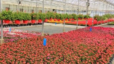 استان تهران، برای‌ چهارمین سال متوالی قطب توسعه کشت گلخانه‌ای کشور شد