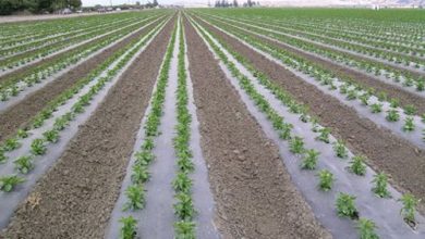 استقاده از مالچ پلاستیکی و لوله‌های تیپ در مزارع کشاورزی مدیریت شود