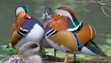 اعزام اردک های چینی به پاکستان برای مقابله با ملخ ها