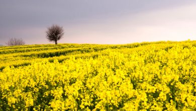 افزایش 60 درصدی برداشت کلزا نسبت به سال گذشته در خوزستان