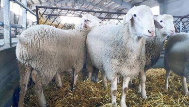 افزایش جمعیت دام مولد در ۲ سال اخیر