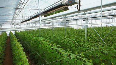 امروز مهمترین اولویت کشاورزی کرمانشاه توسعه گلخانه هاست