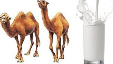 امکان تولید و جمع آوری شیر شتر تا 25000 تن در خراسان جنوبی