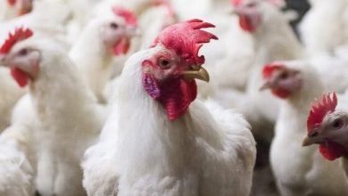 امکان خودکفایی ایران در تولید مرغ لاین با برنامه‌ریزی ۲ ساله2