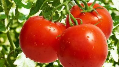 بدهی گوجه‌کاران تا قبل از عید تسویه می‌‎شود