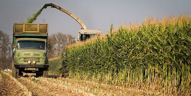 برداشت بالغ بر 3 هزار تن ذرت علوفه‌ای از مزارع شهرستان بیرجند
