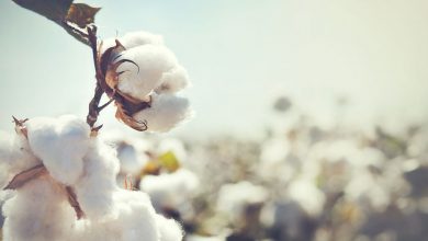 برداشت پنبه از مزارع قیروکارزین آغاز شد