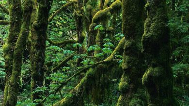 تدوین «مدیریت پایدار جنگل‌های هیرکانی» در مراحل نهایی قرار دارد