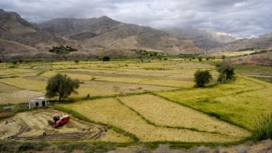 تصاویر هوایی ۱۲.۵ میلیون هکتار اراضی کشاورزی تهیه شد