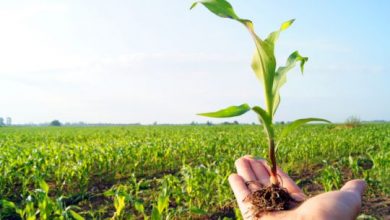 تهیه نهاده‌ باکیفیت از مشکلات بخش کشاورزی است