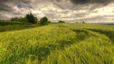 توصيه هاي هواشناسي کشاورزي از تاريخ 17/11/98 لغايت 20/11/98